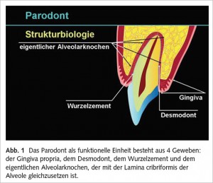 710524-parodont-strukturbiologie